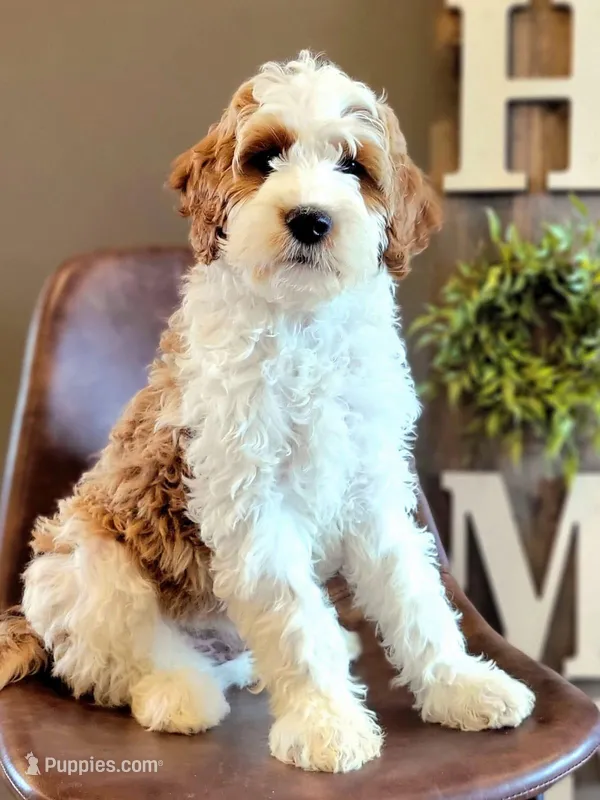 Michelangelo-medium f1b