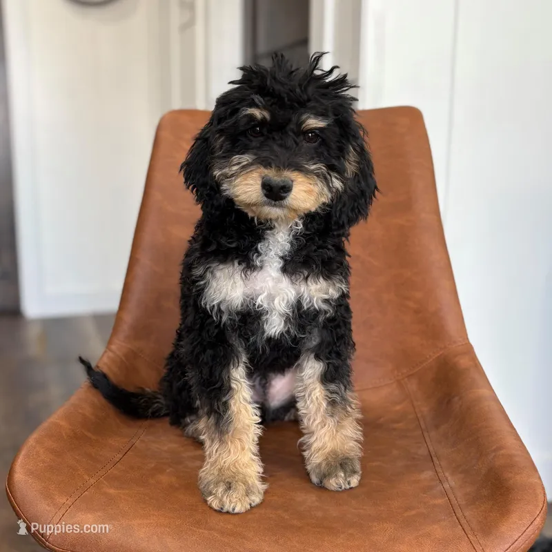 Theo - mini f1b – Miniature Bernedoodle puppy for sale in Rock Valley, IA