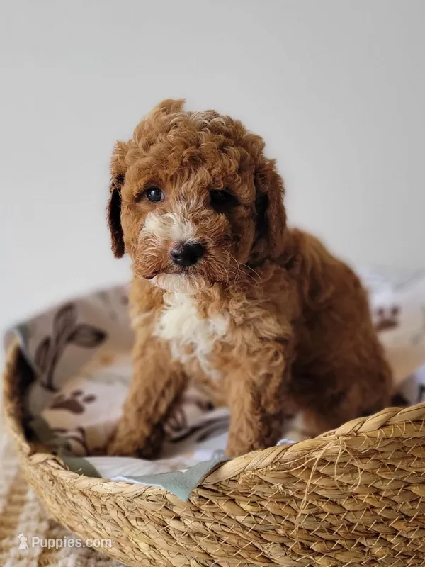 Goofy – Miniature Goldendoodle puppy for sale in Rock Valley, IA