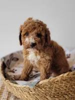 Goofy, a male Miniature Goldendoodle for sale in Rock Valley, IA – 1 of 1