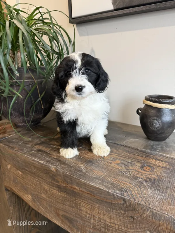Brie – Sheepadoodle puppy for sale in Rock Valley, IA