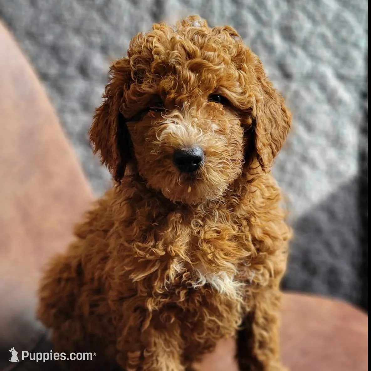 Crush - medium f1b – Goldendoodle puppy for sale in Rock Valley, IA