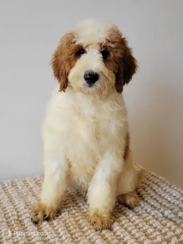 Rolls-Royce - Medium – Goldendoodle puppy for sale in Rock Valley, IA