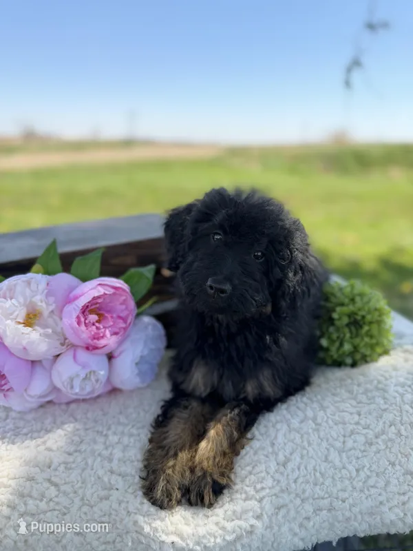 Vienna – English Goldendoodle puppy for sale in Rock Valley, IA
