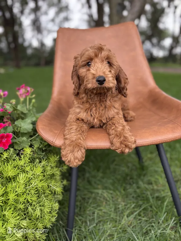 Daisy - Mini – Irish Doodle puppy for sale in Rock Valley, IA