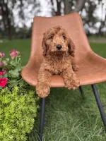 Daisy - Mini, a female Irish Doodle for sale in Rock Valley, IA – 1 of 1