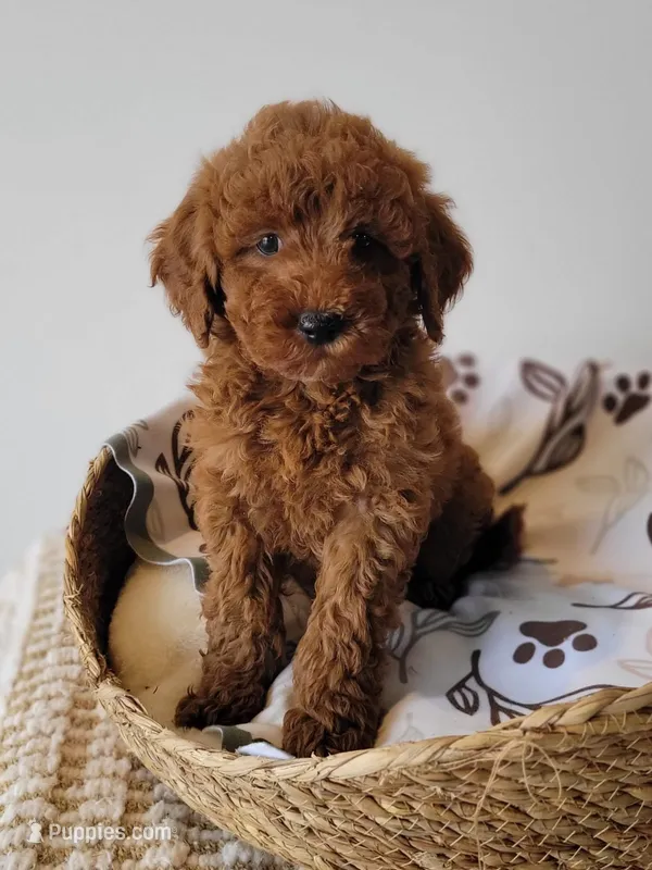 Pluto – Miniature Goldendoodle puppy for sale in Rock Valley, IA