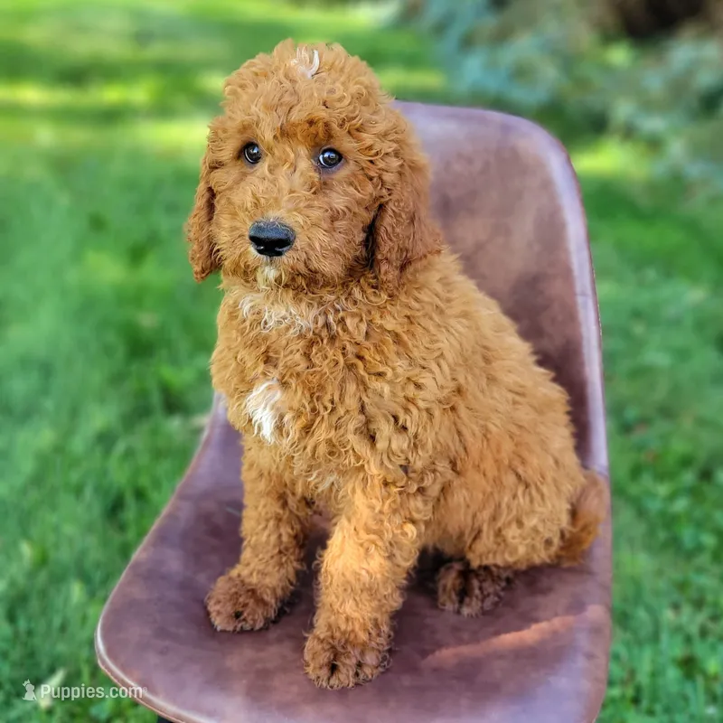 Zeus – Goldendoodle puppy for sale in Rock Valley, IA
