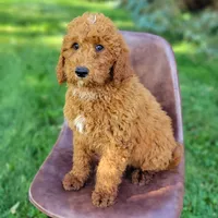 Zeus, a male Goldendoodle for sale in Rock Valley, IA – 1 of 1