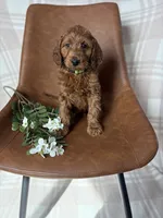 Kingston, a male Irish Doodle for sale in Rock Valley, IA – 1 of 1
