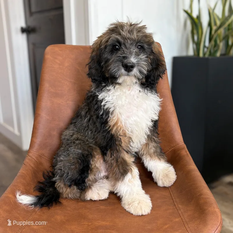 Archie - mini F1b – Miniature Bernedoodle puppy for sale in Rock Valley, IA
