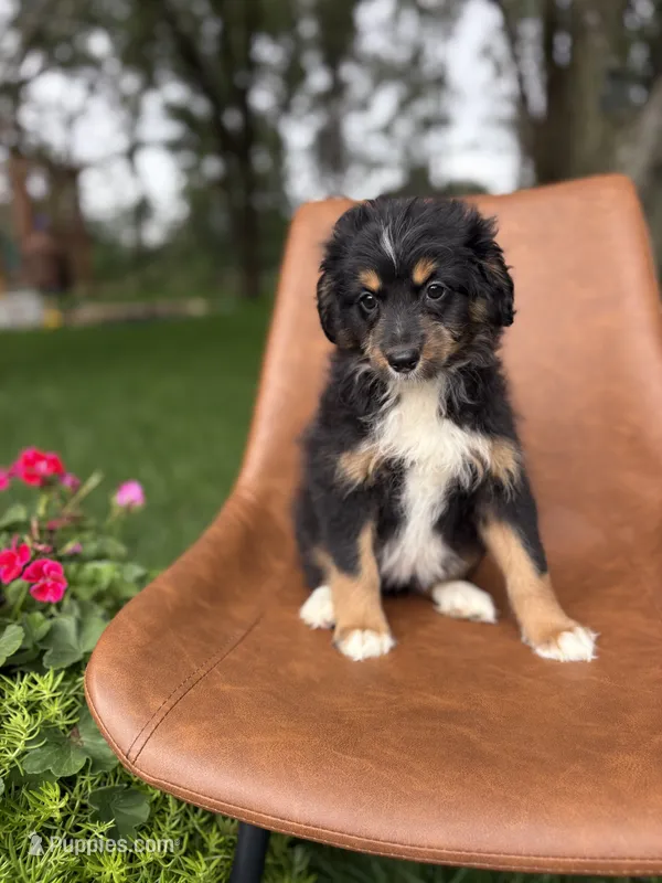 Topaz – Miniature Bernedoodle puppy for sale in Rock Valley, IA