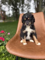 Topaz, a female Miniature Bernedoodle for sale in Rock Valley, IA – 1 of 1