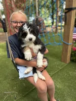 Pearl, a female Bernedoodle for sale in Rock Valley, IA – 1 of 1