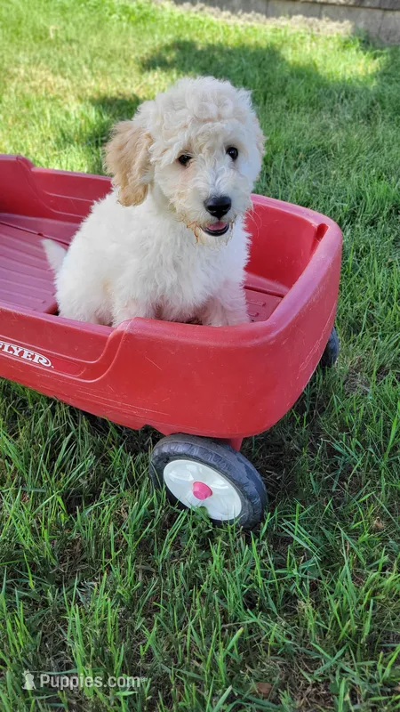 Grizzley – Miniature Bernedoodle puppy for sale in Rock Valley, IA