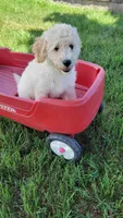 Grizzley, a male Miniature Bernedoodle for sale in Rock Valley, IA – 1 of 1
