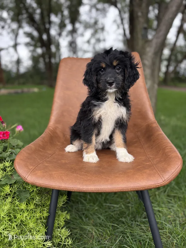 Sienna – Miniature Bernedoodle puppy for sale in Rock Valley, IA