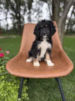 Sienna, a female Miniature Bernedoodle for sale in Rock Valley, IA – 1 of 1
