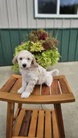 Caramel, a female Miniature Goldendoodle for sale in Rock Valley, IA – 1 of 1