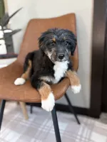August - mini f1, a female Miniature Bernedoodle for sale in Rock Valley, IA – 1 of 1