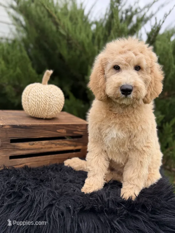 Buck -  Mini – English Goldendoodle puppy for sale in Rock Valley, IA