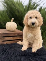 Buck -  Mini, a male English Goldendoodle for sale in Rock Valley, IA – 1 of 1
