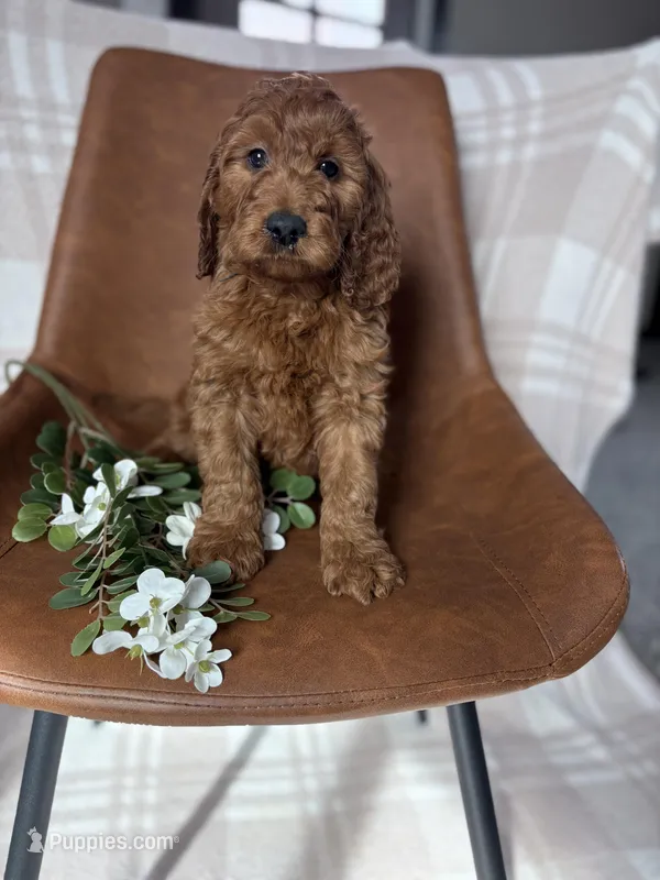 Dallas – Irish Doodle puppy for sale in Rock Valley, IA