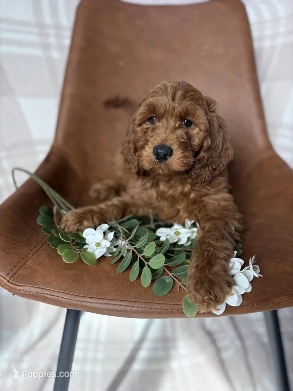 Austin – Irish Doodle puppy for sale in Rock Valley, IA