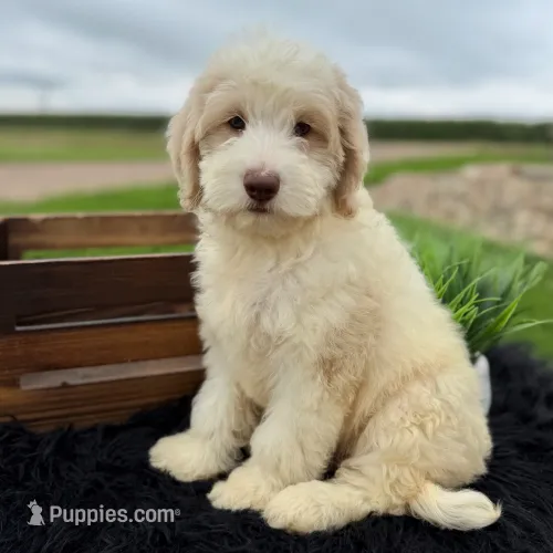 Mae-medium – English Goldendoodle puppy for sale in Rock Valley, IA