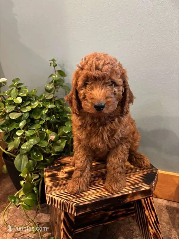 Kona – Goldendoodle puppy for sale in Rock Valley, IA