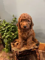 Kona, a female Goldendoodle for sale in Rock Valley, IA – 1 of 1