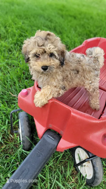 Corduroy – Miniature Bernedoodle puppy for sale in Rock Valley, IA