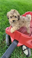 Corduroy, a male Miniature Bernedoodle for sale in Rock Valley, IA – 1 of 1