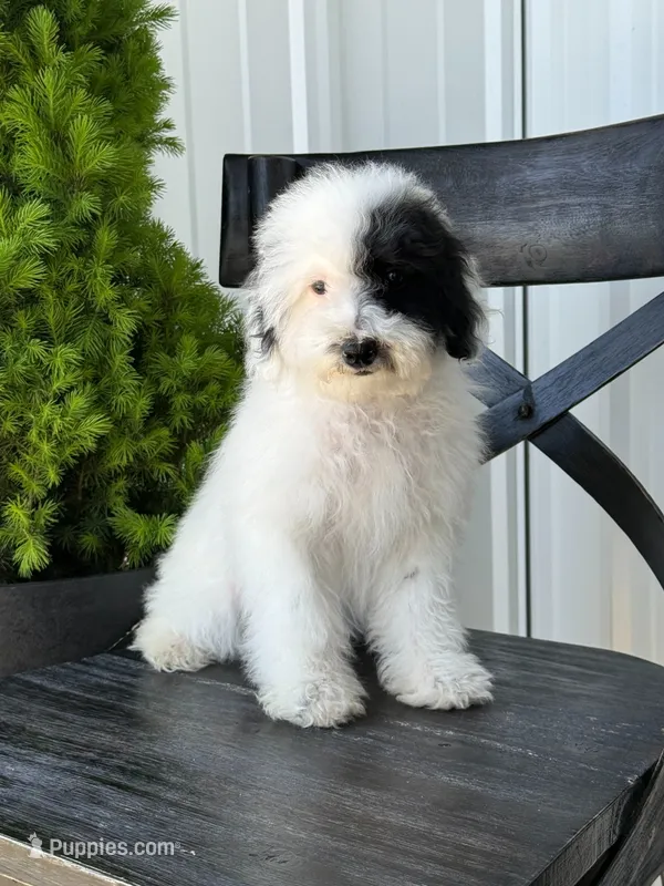 Olive – Sheepadoodle puppy for sale in Rock Valley, IA