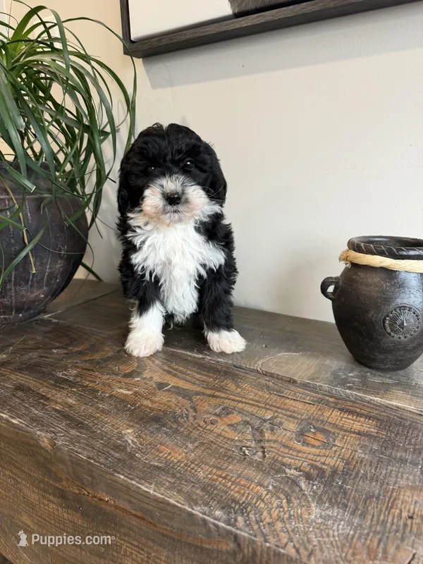 Havarti – Sheepadoodle puppy for sale in Rock Valley, IA