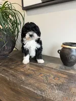Havarti, a male Sheepadoodle for sale in Rock Valley, IA – 1 of 1