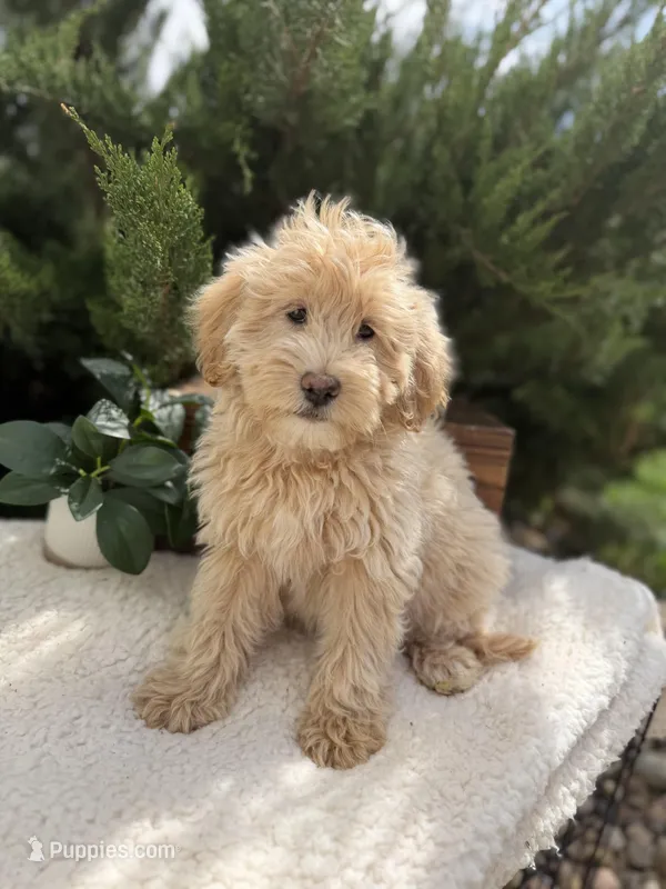 Mattie – English Goldendoodle puppy for sale in Rock Valley, IA
