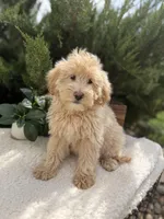 Mattie, a female English Goldendoodle for sale in Rock Valley, IA – 1 of 1