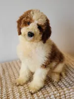 Ferrari - Medium, a male Goldendoodle for sale in Rock Valley, IA – 1 of 1