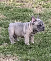 Trooper, a male French Bulldog for sale in Mustang, OK – 2 of 4