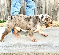 Enzo, a male English Bulldog for sale in Mustang, OK – Photo 2 of 3