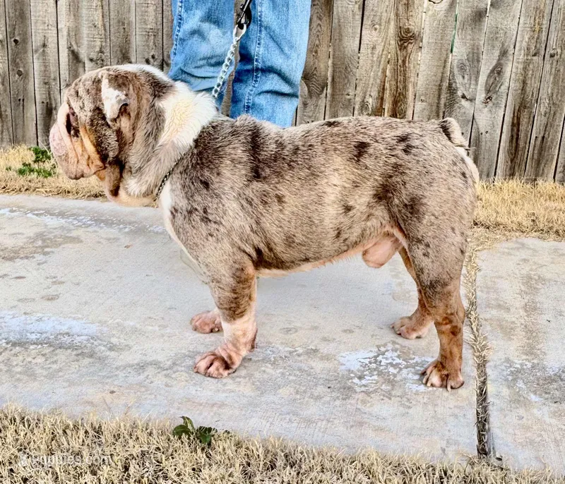 Enzo, a male English Bulldog for sale in Mustang, OK – Photo 1 of 3