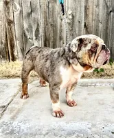 Enzo, a male English Bulldog for sale in Mustang, OK – Photo 3 of 3
