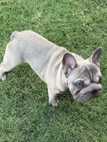 Trooper, a male French Bulldog for sale in Mustang, OK – 3 of 6
