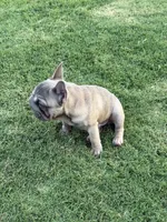 Trooper, a male French Bulldog for sale in Mustang, OK – 5 of 6