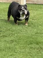 Rhyndi , a female English Bulldog for sale in Mustang, OK – Photo 1 of 2