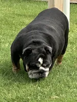 Rhyndi , a female English Bulldog for sale in Mustang, OK – Photo 2 of 2