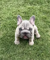 Trooper, a male French Bulldog for sale in Mustang, OK – 3 of 4