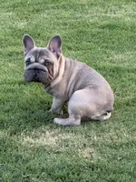 Trooper, a male French Bulldog for sale in Mustang, OK – 4 of 6