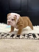 Lucy, a female English Bulldog for sale in Mustang, OK – Photo 4 of 4